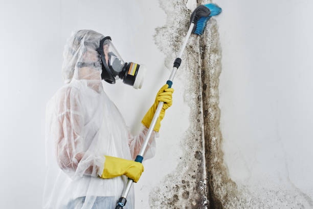 Best Home Mold Removal  in Garyville, LA