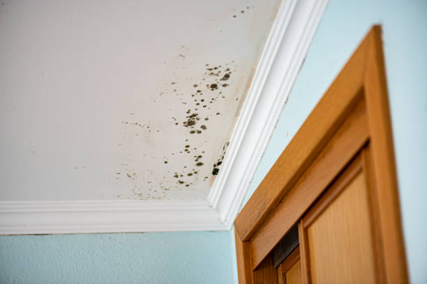 Best Commercial Mold Removal  in Garyville, LA