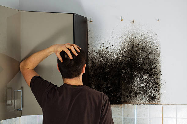Best Same-Day Mold Removal  in Garyville, LA